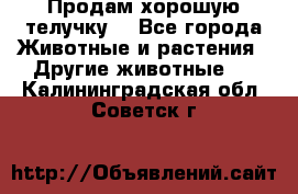 Продам хорошую телучку. - Все города Животные и растения » Другие животные   . Калининградская обл.,Советск г.